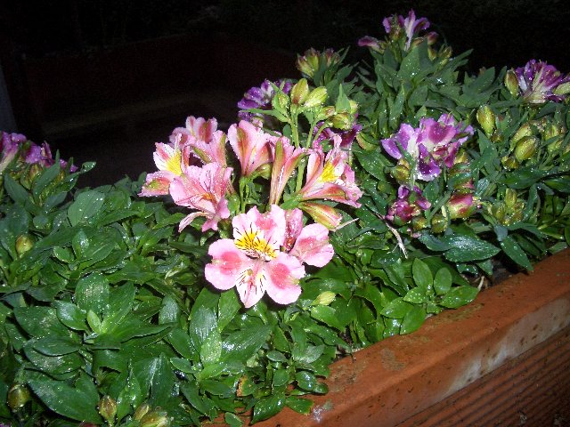 fiori.jpg